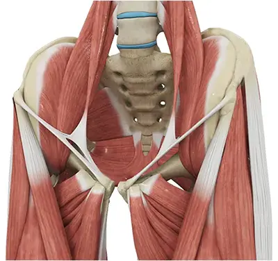 Ehlers Danlos Syndrome - Benjamin Domb MD