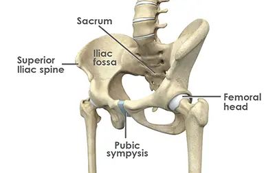 Arthroscopic Labral Repair & Reconstruction - 1 - Educational Photo