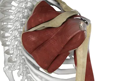 Shoulder Anatomy - 5 - Educational Photo