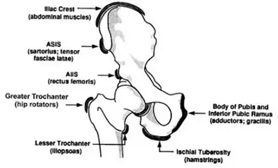 Subspine Impingement - Benjamin Domb MD
